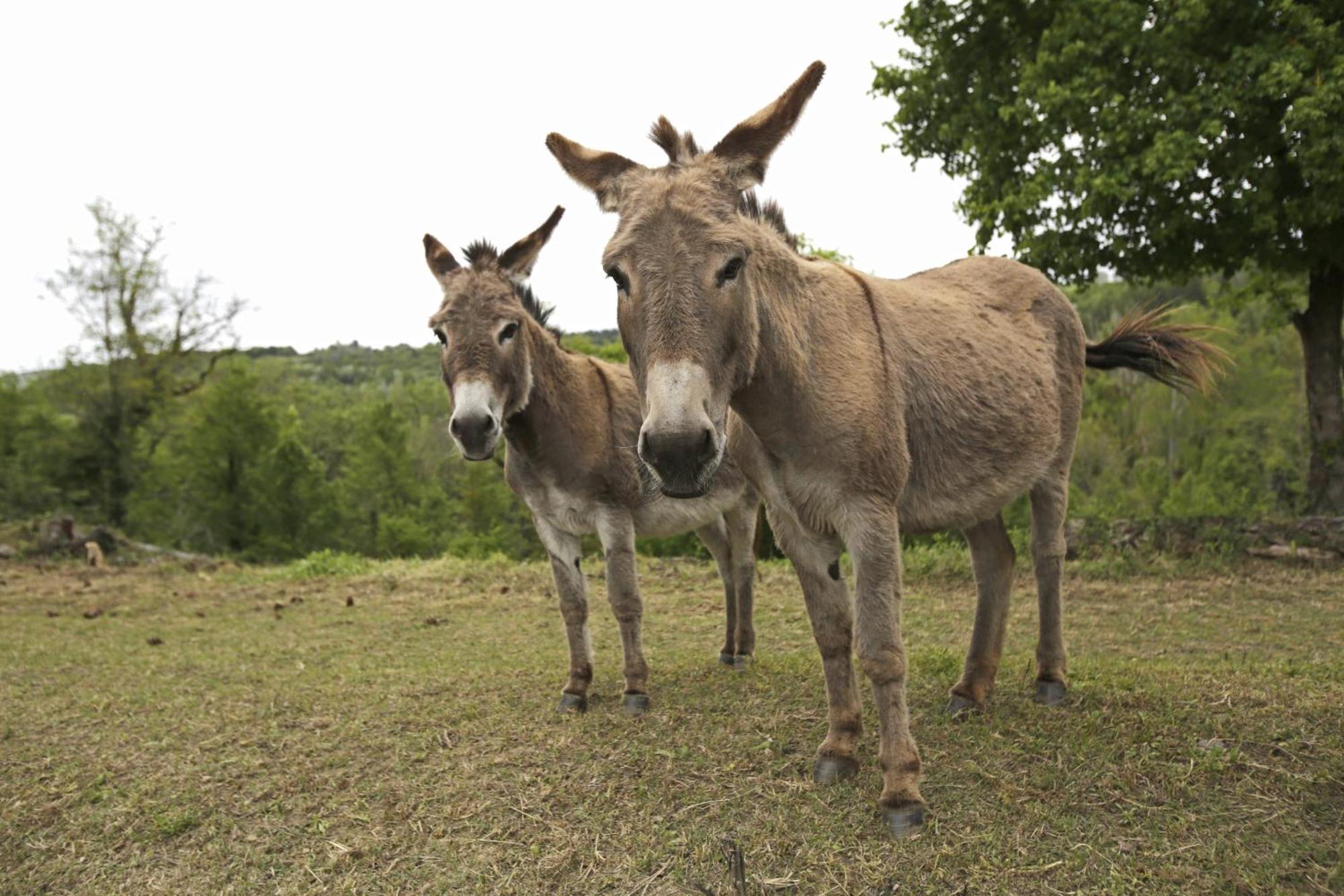 Les Anes De Forcalquier Hotel Bagian luar foto